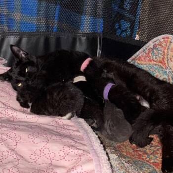 Duchess (Available 6/11) -  Bombay and Domestic Short Hair Cat for Adoption in Silver Spring, Maryland - Duchess (Available 6/11) | PetCurious