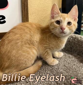 Billie Eyelash -  Domestic Short Hair Cat for Adoption in Douglasville, Georgia - Billie Eyelash | PetCurious