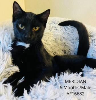 Meridian -  Domestic Short Hair Cat for Adoption - Meridian | PetCurious