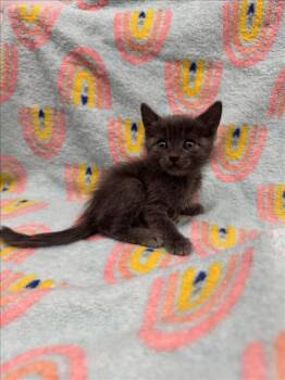 Rescue Domestic Short Hair Cats for Adoption in Las Vegas, Nevada - PIT BULL | PetCurious