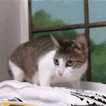 Fiona -  Domestic Short Hair Cat for Adoption in Houston, Texas - Fiona | PetCurious