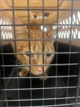 Rescue Domestic Short Hair Cats for Adoption in Atlanta, Georgia - Biggie | PetCurious