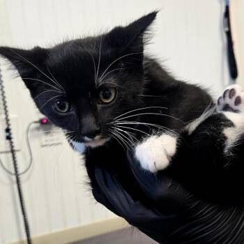 Domestic Short Hair Cats Available for Adoption - Carl | PetCurious