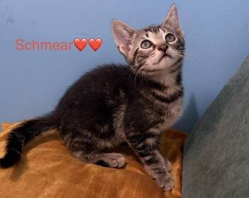 Schmear -  Domestic Short Hair and Tabby Cat for Adoption in New York, New York - Schmear | PetCurious