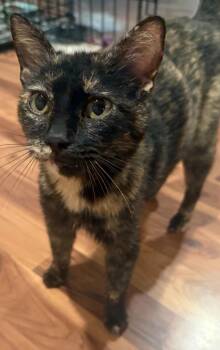 Samantha -  Domestic Short Hair Cat for Adoption in Crossville, Tennessee - Samantha | PetCurious