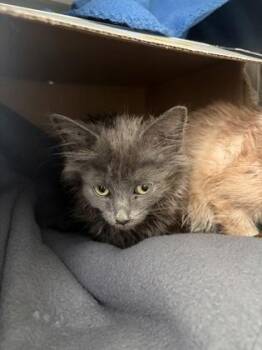 Domestic Long Hair and Domestic Short Hair Cats Available for Adoption in Westland, Michigan - Slate | PetCurious
