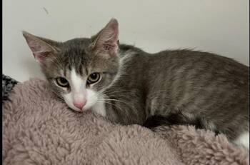 Lenny -  Domestic Short Hair Cat for Adoption in Poplar Grove, Illinois - Lenny | PetCurious