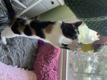 Domestic Short Hair Cats Available for Adoption in Roxbury Township, New Jersey - Daisy  | PetCurious