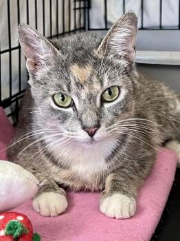 Calico and Tabby Cats Available for Adoption - Delphine (FC#02/16/2026 - 510) Willow Grove | PetCurious