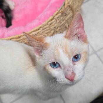 Domestic Short Hair Cats Available for Adoption - Liam | PetCurious
