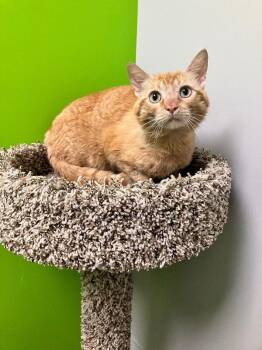 Domestic Short Hair Cats Available for Adoption in Jackson, Tennessee - Spirit Airlines | PetCurious