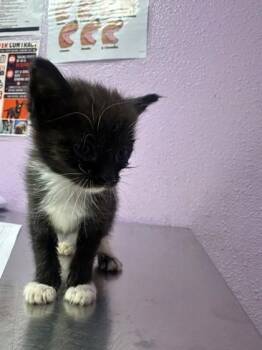 61355895 -  Domestic Short Hair Cat for Adoption in El Paso, Texas - 61355895 | PetCurious