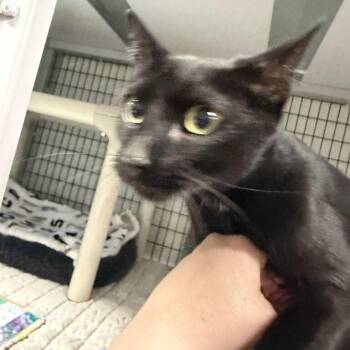 Spore -  Domestic Short Hair Cat for Adoption in Waynesville, North Carolina - Spore | PetCurious