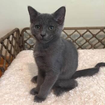 Crusty -  Domestic Short Hair Cat for Adoption in Spring Hill, Kansas - Crusty | PetCurious