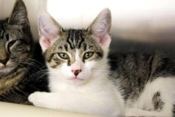 Tiger Eye -  Domestic Short Hair Cat for Adoption in Seattle, Washington - Tiger Eye | PetCurious