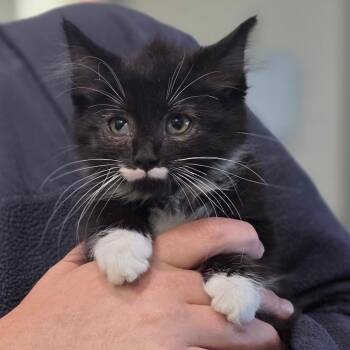 Adder Kit -  Domestic Medium Hair Cat for Adoption in Chatham, Virginia - Adder Kit | PetCurious
