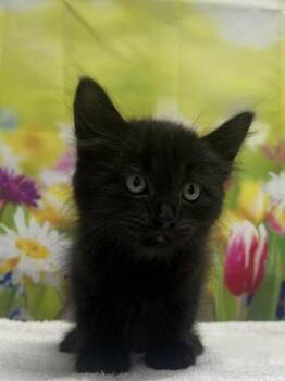 Domestic Short Hair Cats Available for Adoption in San Antonio, Texas - Sookie | PetCurious