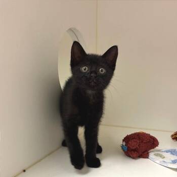 Logan -  Domestic Short Hair Cat for Adoption in Nashville, Tennessee - Logan | PetCurious