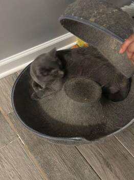 Rescue American Shorthair Cats for Adoption in Middleburg, Florida - Honey | PetCurious