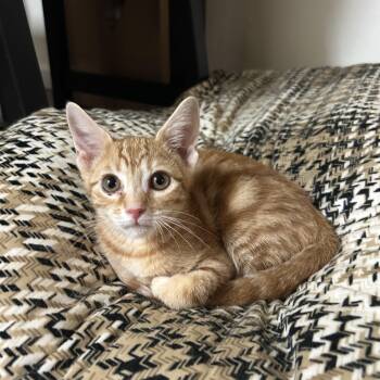 Orange Marmalade -  Domestic Short Hair Cat for Adoption in Davis, California - Orange Marmalade | PetCurious