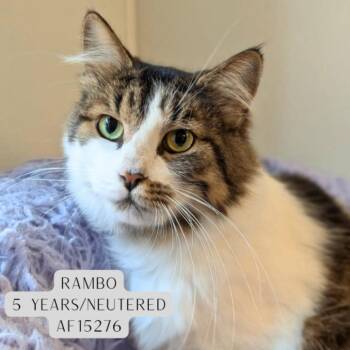 Rambo -  Domestic Medium Hair Cat for Adoption - Rambo | PetCurious