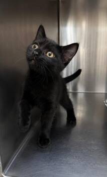Kruje -  Domestic Short Hair Cat for Adoption in Fort Lupton, Colorado - Kruje | PetCurious
