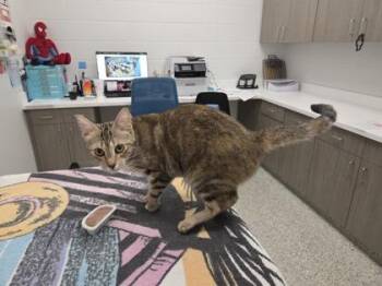 Valentine Love -  Domestic Short Hair Cat for Adoption in Kansas City, Missouri - Valentine Love | PetCurious