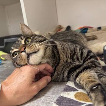 Church -  Domestic Short Hair Cat for Adoption in Port Angeles, Washington - Church | PetCurious