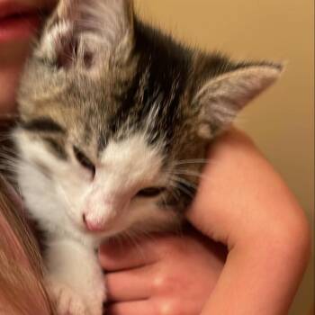 Spice -  Domestic Medium Hair Cat for Adoption in Lyle, Minnesota - Spice | PetCurious