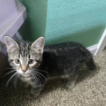 Opal C25-035 -  Domestic Short Hair Cat for Adoption in Elbow Lake, Minnesota - Opal C25-035 | PetCurious