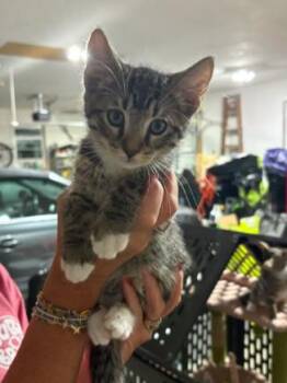 Cocoa -  Domestic Short Hair Cat for Adoption in Lemoyne, Pennsylvania - Cocoa | PetCurious