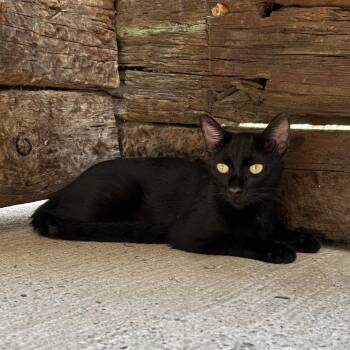 Carter -  Domestic Short Hair Cat for Adoption in Pauls Valley, Oklahoma - Carter | PetCurious