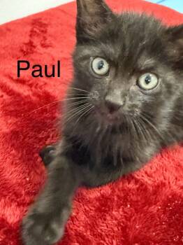 Rescue Domestic Short Hair Cats for Adoption in Saint Francisville, Louisiana - Paul | PetCurious