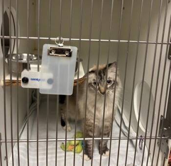 Siamese and Domestic Short Hair Cats Available for Adoption in Gainesville, Florida - Simon Says | PetCurious