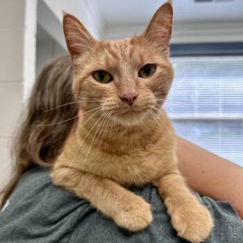 Elmo -  Domestic Short Hair Cat for Adoption in Versailles, Kentucky - Elmo | PetCurious