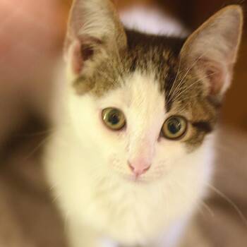 Butter -  Domestic Short Hair Cat for Adoption in Belleville, Illinois - Butter | PetCurious