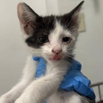 R5 Clover Roswell -  Domestic Short Hair Cat for Adoption in Denver, Colorado - R5 Clover Roswell | PetCurious