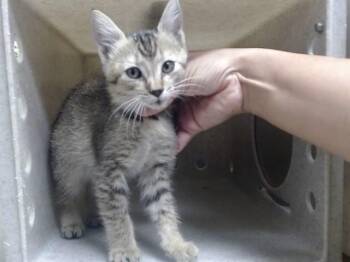 A551390 -  Domestic Short Hair Cat Available for Adoption in Moreno Valley, California - A551390 | PetCurious