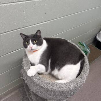 Fuzzy -  Domestic Short Hair Cat for Adoption in Branford, Connecticut - Fuzzy | PetCurious