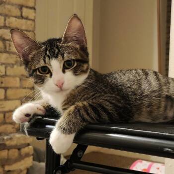 Jasper -  Domestic Short Hair Cat for Adoption - Jasper | PetCurious