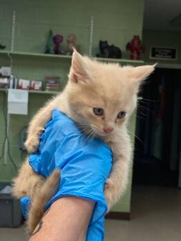 Domestic Short Hair Cats Available for Adoption in Burnsville, North Carolina - Fleece | PetCurious