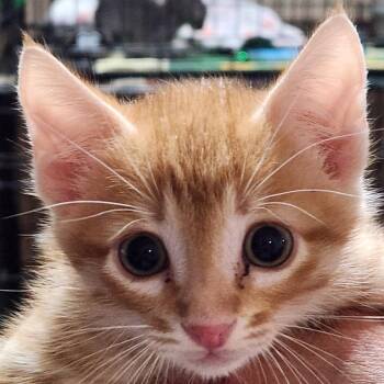 Blaze K46454 -  Domestic Short Hair Cat for Adoption in Corsicana, Texas - Blaze K46454 | PetCurious