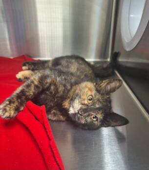 Birdie -  Domestic Short Hair Cat for Adoption in Noble, Oklahoma - Birdie | PetCurious