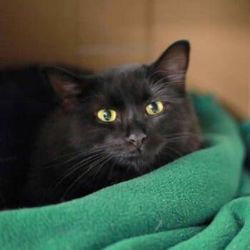 Rescue Domestic Short Hair Cats for Adoption in Atlanta, Georgia - Samwise Gamgee | PetCurious