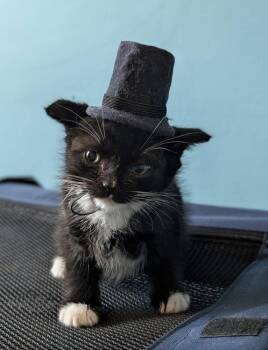 Domestic Short Hair Cats Available for Adoption in Poplar Grove, Illinois - Simon, Duke Of Hastings | PetCurious