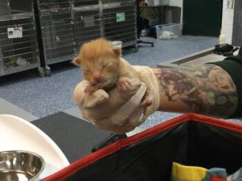 Domestic Short Hair Cats Available for Adoption in Thousand Palms, California - FAWKES | PetCurious