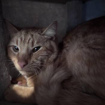 Little Man Tate -  Domestic Short Hair Cat for Adoption in Monroe, Michigan - Little Man Tate | PetCurious