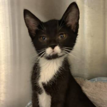 Buster -  Domestic Short Hair Cat for Adoption in Charleston, South Carolina - Buster | PetCurious