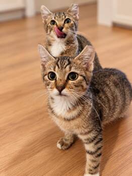 Soup and Salad -  Domestic Short Hair Cat for Adoption in Seattle, Washington - Soup And Salad | PetCurious