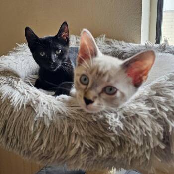 Annalee and Meeko -  Domestic Short Hair Cat for Adoption in Redmond, Washington - Annalee And Meeko | PetCurious